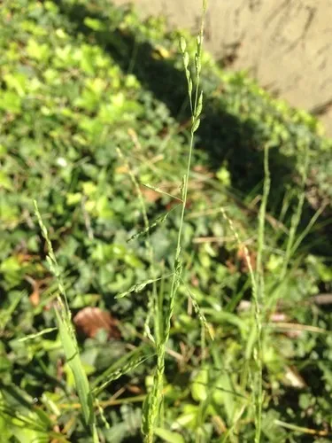 عطور اروماتيكية